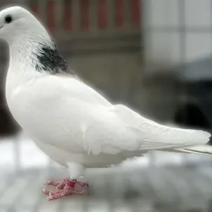Топ-5 од највпечатливите гулаби со бела боја